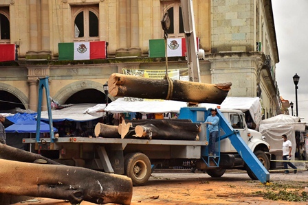 Dará Ayuntamiento atención integral al arbolado urbano del Zócalo de la ciudad de Oaxaca
