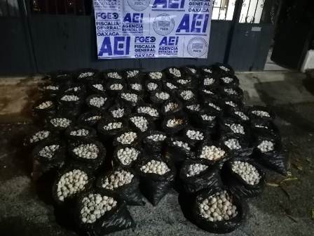 Aseguran cargamento de 30 mil huevos de tortuga en Huamelula, Oaxaca; Un detenido