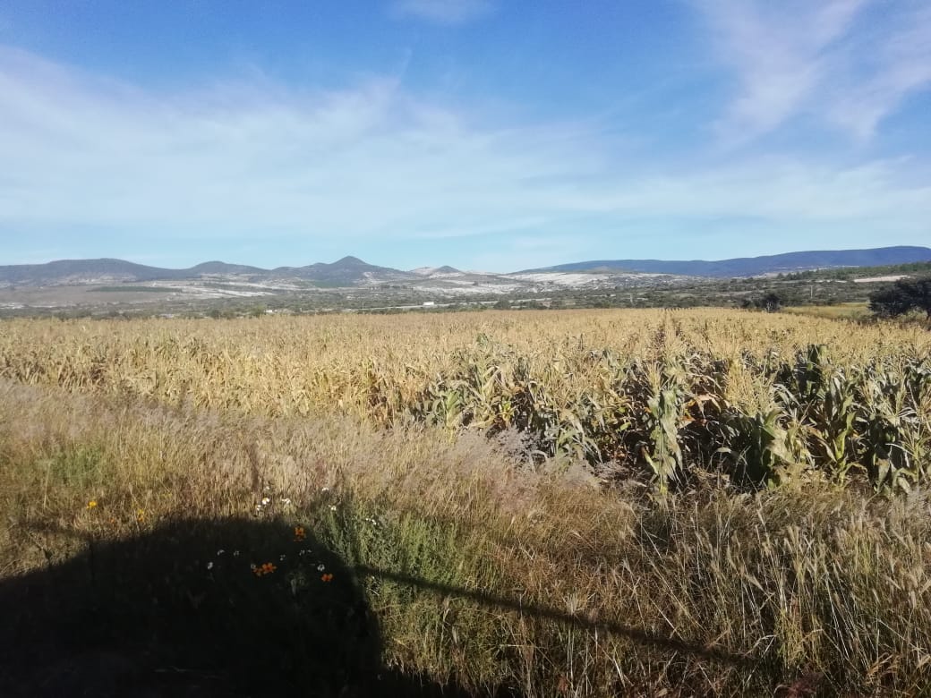 Helada quema cultivos en la Región Chocholteca de Oaxaca