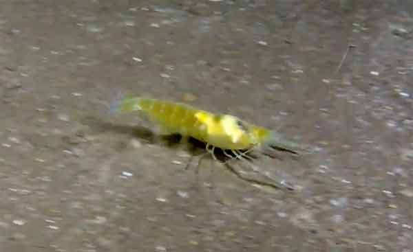 CAMARONES CIEGOS SE DIVIDEN NICHOS PARA SU SUPERVIVENCIA