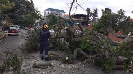 Atienden afectaciones en arbolado urbano por fuertes vientos en la capital oaxaqueña