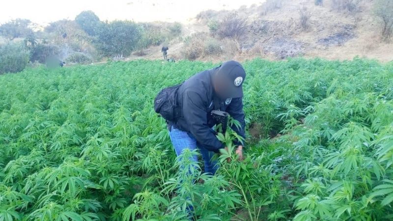 Incineran marihuana