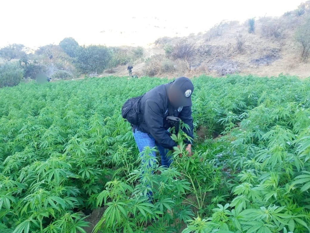 Incineran plantío de marihuana en San Pablo Güilá, región de Valles Centrales de Oaxaca