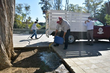 Interviene Ayuntamiento árbol que simboliza la hermandad de Oaxaca de Juárez y Palo Alto