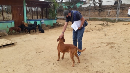 Atendió Ayuntamiento de Oaxaca de Juárez 229 denuncias de maltrato animal en 12 meses