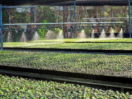 Producirá centro educativo más de 200 mil plantas de especies forestales y agroforestales
