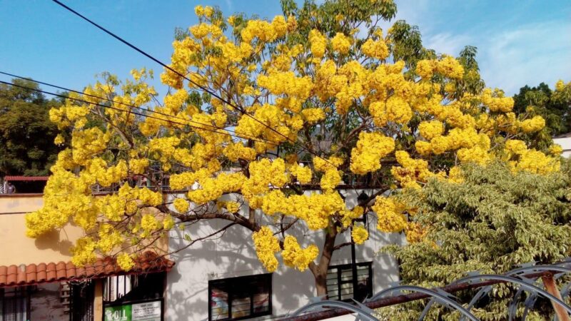 UN BREVE RECORRIDO, MUCHO QUE CONTAR