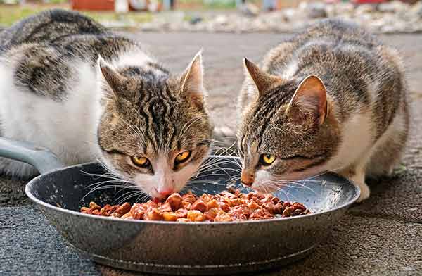 DIETA DE ALIMENTOS CRUDOS PARA ANIMALES DE CASA PROVOCA SALMONELA Y AMIBAS