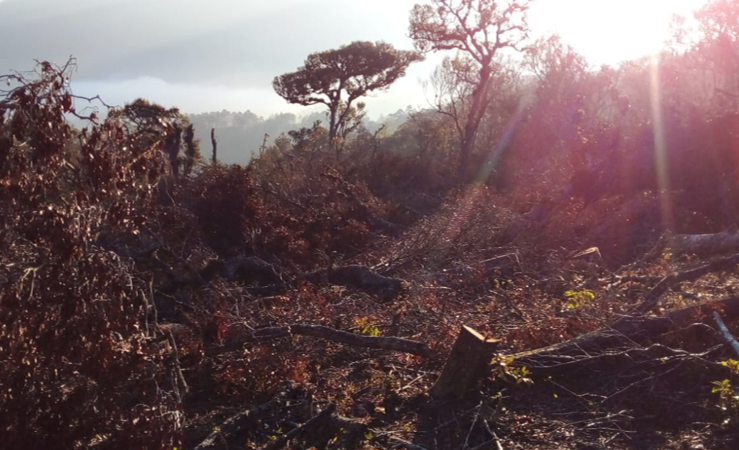 INDÍGENAS ZOQUES DAN ULTIMÁTUM DE 24 HORA A INVASORES DE SAN MIGUEL CHIMALAPA, OAXACA