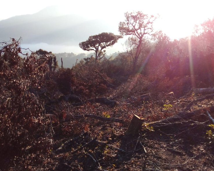 INDÍGENAS ZOQUES DAN ULTIMÁTUM DE 24 HORA A INVASORES DE SAN MIGUEL CHIMALAPA, OAXACA