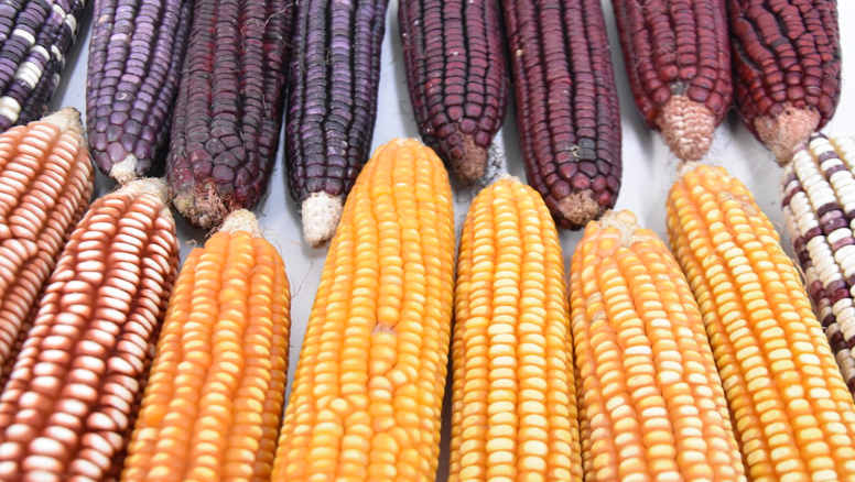 VOZ DE ALERTA POR AUTORIZACIÓN DE JUEZ, PARA USO DE GLIFOSATO Y MAÍZ TRANSGÉNICO A MONSANTO BAYER -VIDEO-