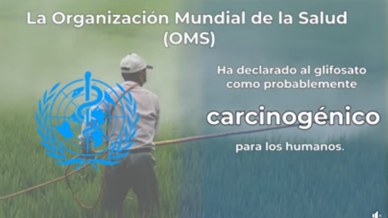 Tribunal Colegiado revoca suspensión provisional de amparo contra el decreto sobre glifosato y maíz transgénico