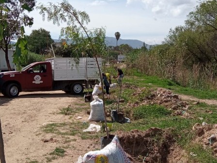 Planta Ayuntamiento de Oaxaca de Juárez 23 árboles endémicos en el río Atoyac