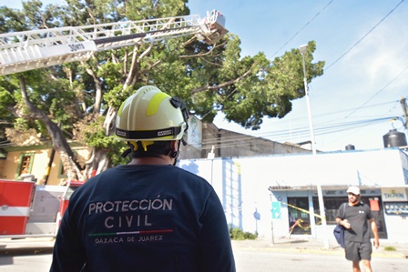 Presentan requisitos para realizar la poda de arbolado urbano en Oaxaca de Juárez