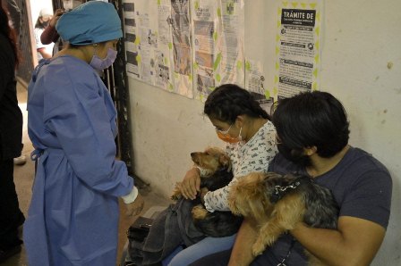 Inicia Ayuntamiento de Oaxaca jornada de esterilización animal durante el mes de junio