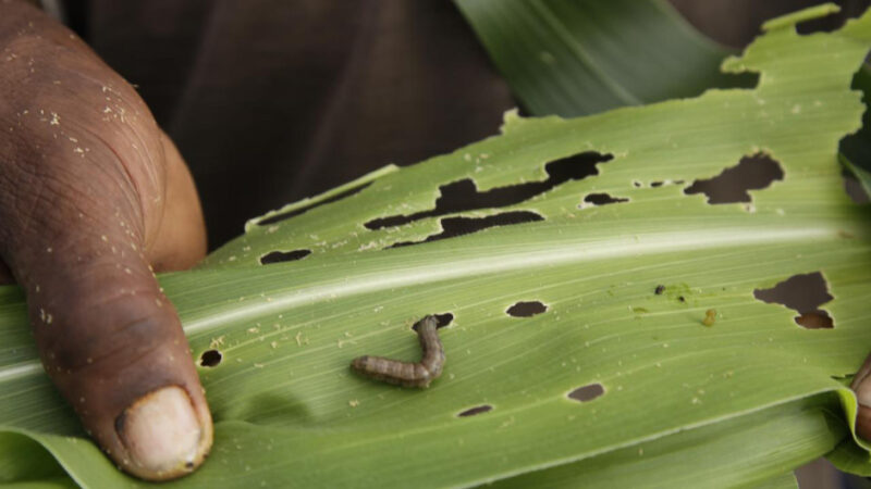 EL CAMBIO CLIMÁTICO AUMENTARÁ EL RIESGO DE PROPAGACIÓN DE PLAGAS, QUE YA DESTRUYEN EL 40% DE LA PRODUCCIÓN DE CULTIVOS