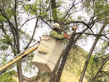 Retira Ayuntamiento de Oaxaca de Juárez plaga de muérdago de arbolado del Centro Histórico