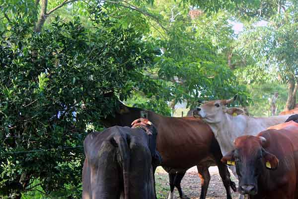 ADIÓS A METANO EN ERUCTOS DE VACAS, CON MORINGA