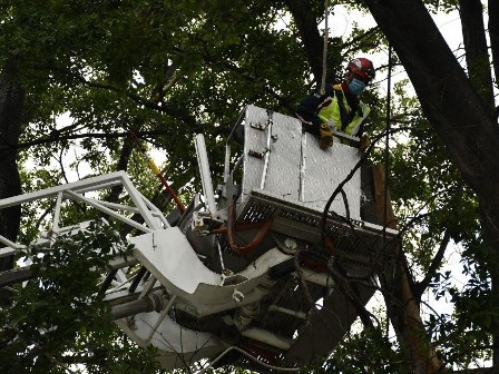 Realizan poda sanitaria en arbolado de la Alameda de León y el Zócalo de Oaxaca