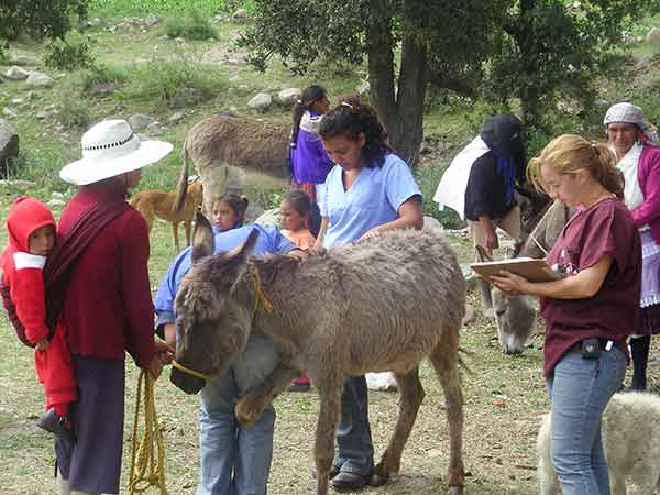LAS ENFERMEDADES QUE AQUEJAN A LOS HUMANOS PROVIENEN DE ANIMALES EN UN 75 POR CIENTO