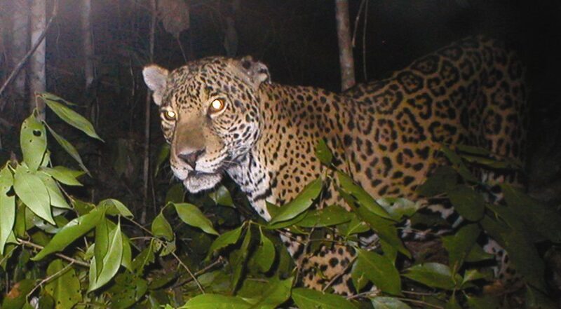 RECUPERAR POBLACIONES DE ANIMALES Y CONSERVAR HÁBITATS, LA CLAVE PARA PRESERVAR ESPECIES