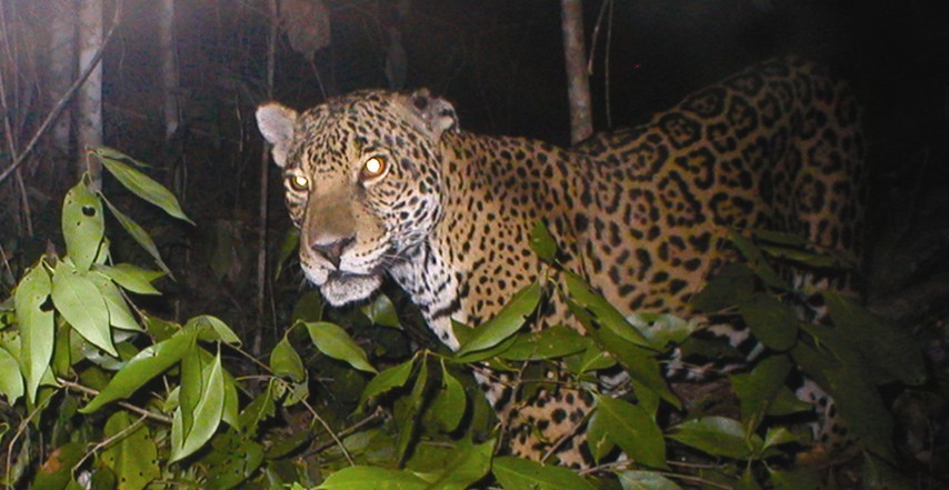 RECUPERAR POBLACIONES DE ANIMALES Y CONSERVAR HÁBITATS, LA CLAVE PARA PRESERVAR ESPECIES