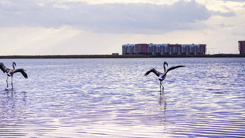 Día Mundial de las Aves Migratorias: Los flamencos regresan a la capital de Kazajistán