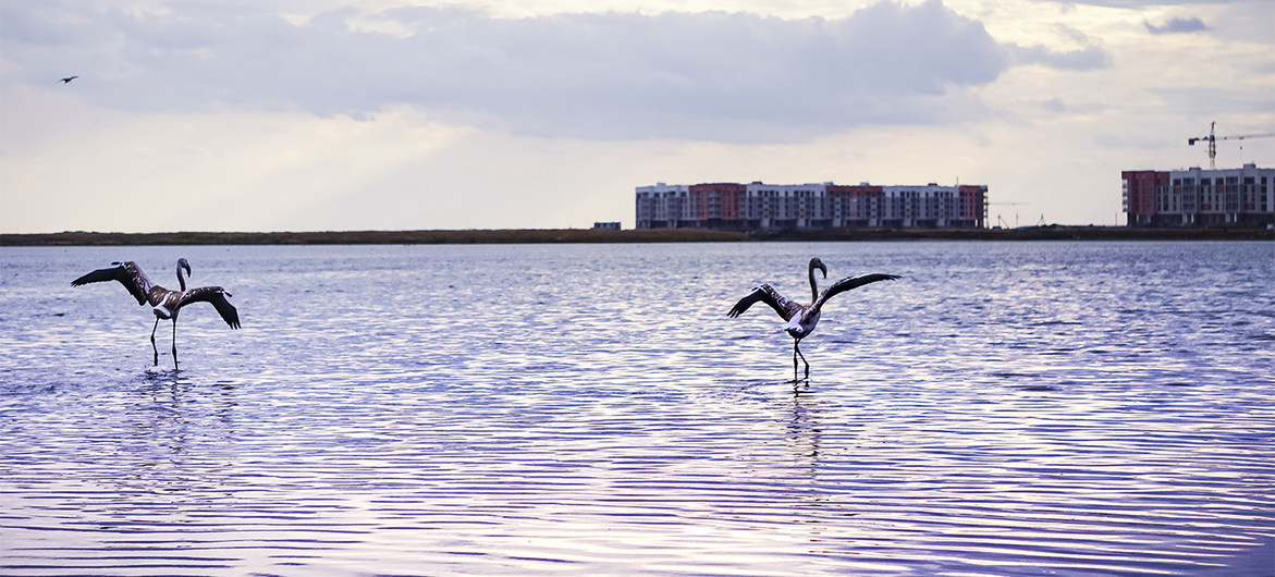 Día Mundial de las Aves Migratorias: Los flamencos regresan a la capital de Kazajistán