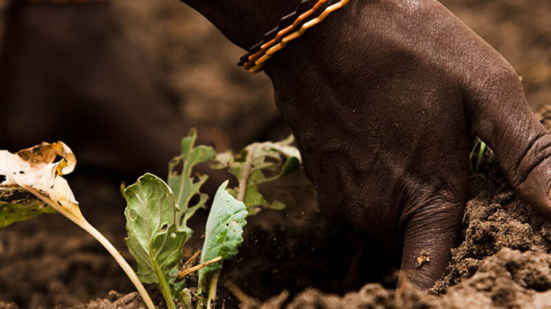 Los suelos salinos se convierten en un nuevo peligro para nuestra alimentación