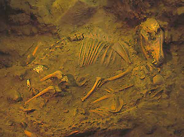 PERROS Y OTROS ANIMALES, COMPAÑEROS DEL SER HUMANO AQUÍ Y EN EL MÁS ALLÁ