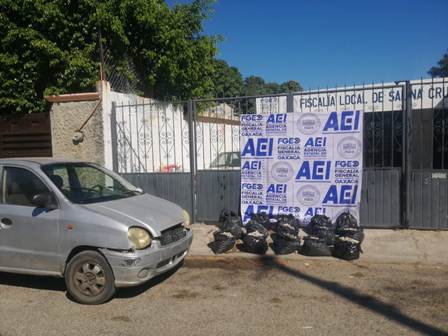 Aseguran huevos de tortuga