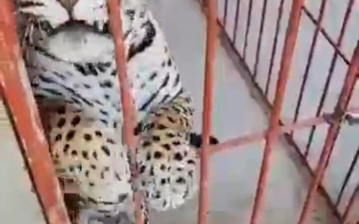 ATACA CACHORRO DE JAGUAR AUN NIÑO QUE  PUEDE PERDER EL BRAZO, EL HECHO EN UN BALNEARIO EN EJUTLA OAXACA