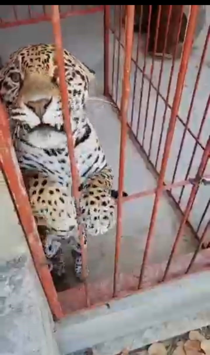 ATACA CACHORRO DE JAGUAR AUN NIÑO QUE  PUEDE PERDER EL BRAZO, EL HECHO EN UN BALNEARIO EN EJUTLA OAXACA