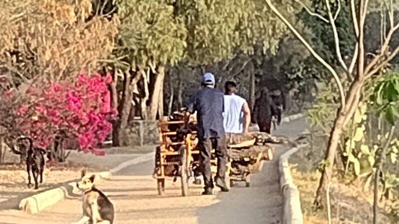 Total indiferencia de la titular de la Secretaría del Medio Ambiente del municipio de Oaxaca de Juárez, Elsa Ortiz -Video-