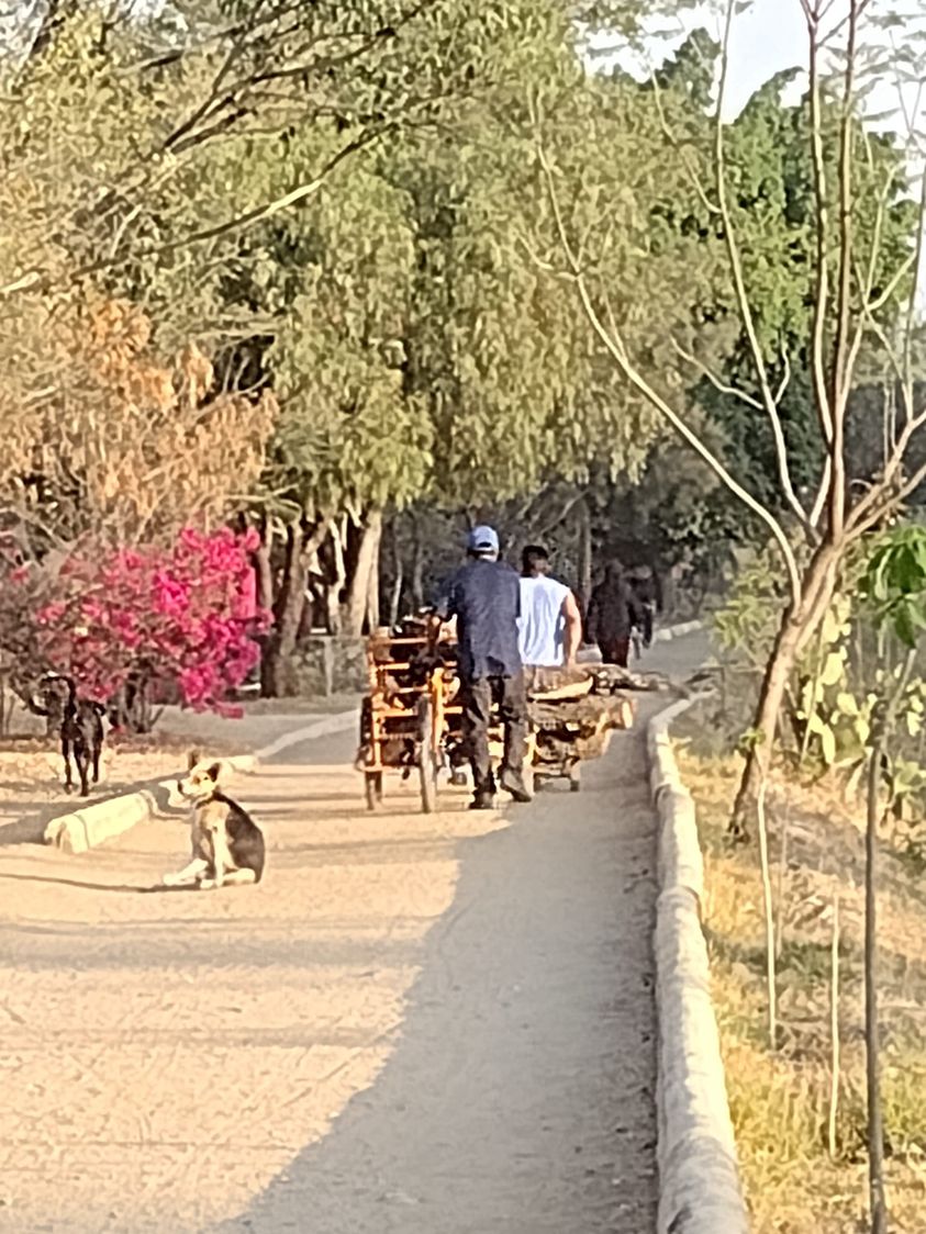 Total indiferencia de la titular de la Secretaría del Medio Ambiente del municipio de Oaxaca de Juárez, Elsa Ortiz -Video-