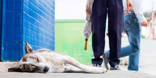 Proponen rescatar a perros callejeros y entrenarlos para labores de asistencia