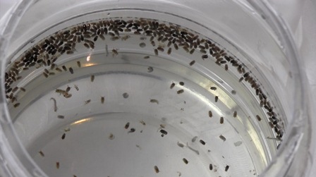 Fase de pupas del mosquito Aedes aegypti 01