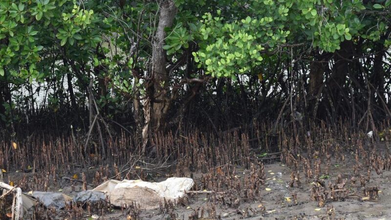 Los manglares permiten a las comunidades costeras de Kenya sembrar un “crecimiento azul” sostenible