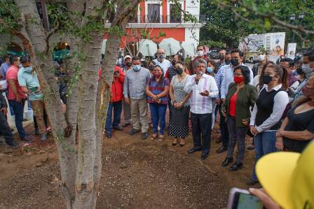 Guamúchil, ejemplar que marcará nueva etapa en la historia de la ciudad de Oaxaca de Juárez