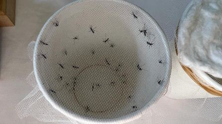 Caso probable de paludismo