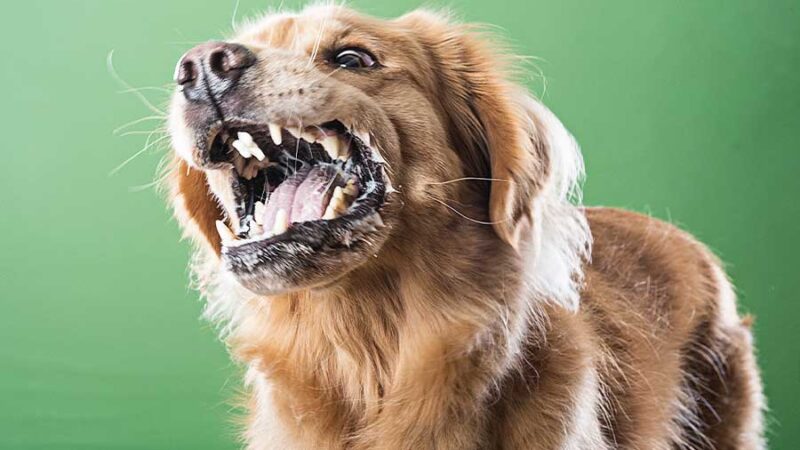 TEMPORADA DE CALOR COINCIDE CON AUMENTO DE CASOS DE RABIA