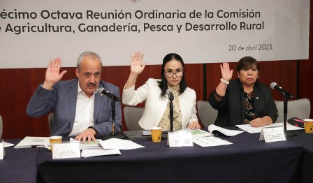 Aprueban en Comisión Dictamen para sancionar ecocidio de más de 300 mil abejas en Campeche