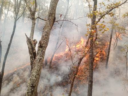 Continúa combate a incendio en límites de San Juan Mixtepec y San Juan Ñumí, en Oaxaca