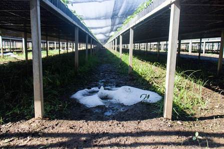 Atienden daños provocados por granizada en vivero forestal de El Tequio
