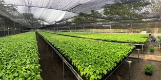 Programa Oaxaca Forestal 2023