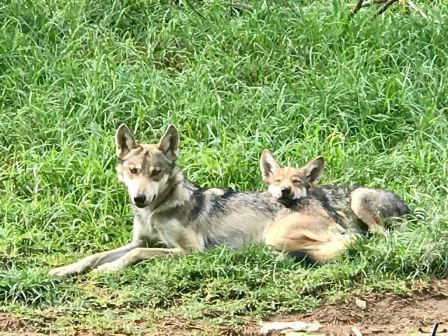 Podrían zoológicos de Durango sumarse al programa de conservación del lobo mexicano