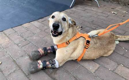 Violencia y maltrato animal