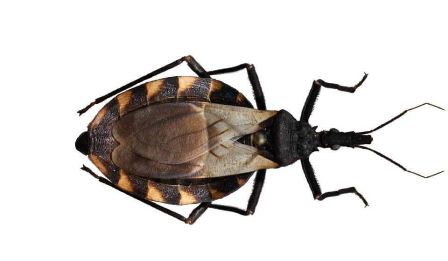 Fortalecen capacitación de personal de vectores en manejo de la enfermedad de Chagas: SSO