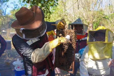 Combaten plagas en apiarios de la Costa; continúan acciones de sanidad animal: Sefader