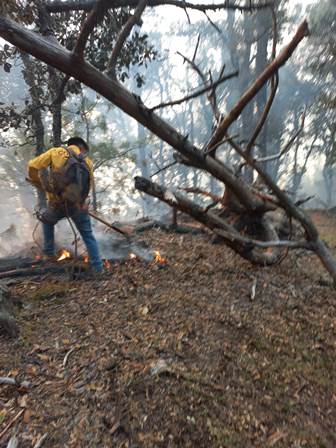 Incendios forestales